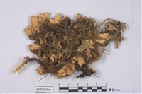 藏品(假杯點衣屬)的圖片